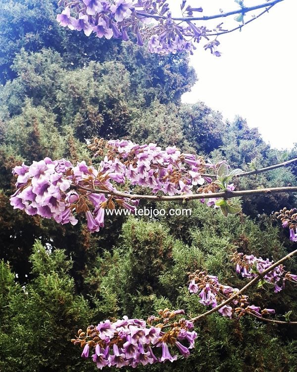 پالونیا شن تونگ ، قیمت درخت پالونیا  پالونیا هیبریدی ، پالونیا سردسیری ، پالونیا چیست ؟ شکوفه پالونیا،  گل پالونیا ،  قیمت انواع نهال پالونیا ، پالونیا اصفهان ، پالونیا شیراز ،پالونیا تهران ، پالونیا طب جو  ،